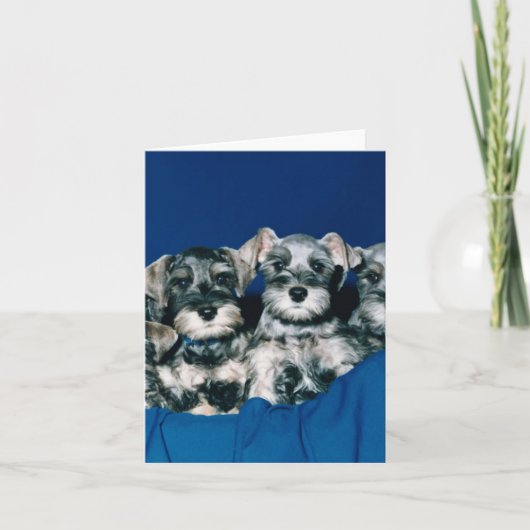 Zwergschnauzer-Welpen Karte (Vorderseite)