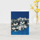 Zwergschnauzer-Welpen Karte (Gelbe Blume)