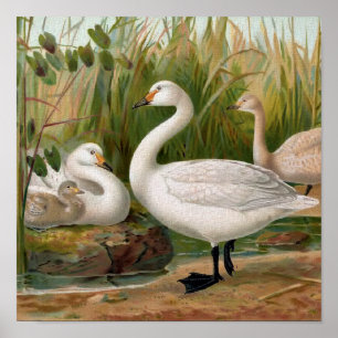 "Zwergschwan" Poster