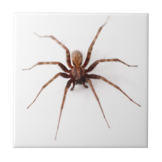 Zwergspinne Fliese (Vorderseite)