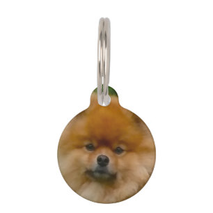Zwergspitz-Pomeranian-Hund. Haustiermarke