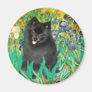 Zwergspitz (schwarz) - Iris Magnet
