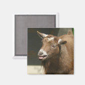 Zwergziege Magnet (Vorderseite/Rückseite)