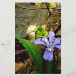Zwergzwerg Iris lila weiße Blume