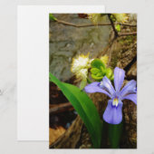 Zwergzwerg Iris lila weiße Blume (Vorne/Hinten)