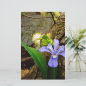 Zwergzwerg Iris lila weiße Blume (Stehend Vorderseite)