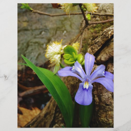 Zwergzwerg Iris lila weiße Blume (Vorderseite)