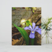Zwergzwerg Iris lila weiße Blume (Stehend Vorderseite)
