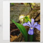 Zwergzwerg Iris lila weiße Blume (Vorne/Hinten)