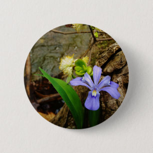 Zwergzwerg Iris lila weiße Blume Button