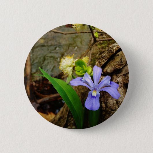 Zwergzwerg Iris lila weiße Blume Button (Vorderseite)