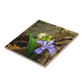 Zwergzwerg Iris lila weiße Blume Fliese (Seite)
