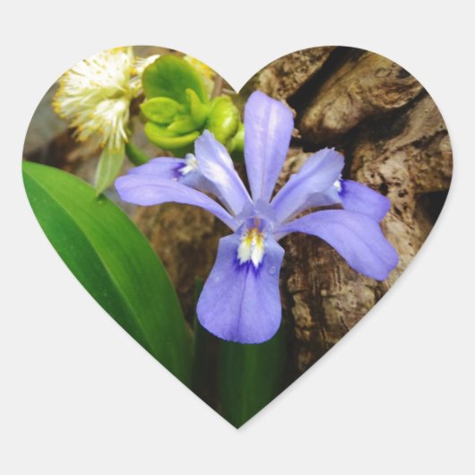 Zwergzwerg Iris lila weiße Blume Herz-Aufkleber (Vorderseite)