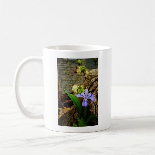 Zwergzwerg Iris lila weiße Blume Kaffeetasse (Links)