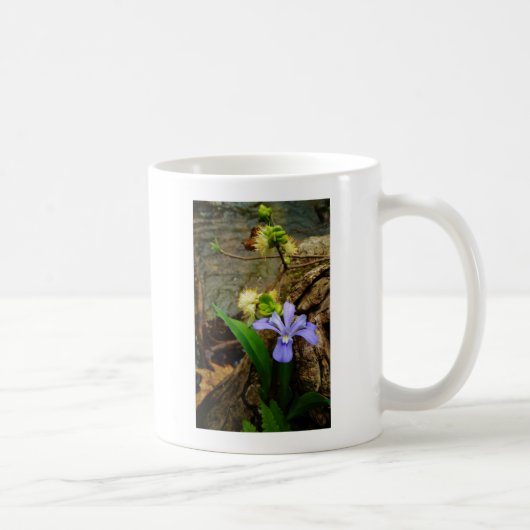 Zwergzwerg Iris lila weiße Blume Kaffeetasse (Rechts)