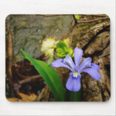 Zwergzwerg Iris lila weiße Blume Mousepad (Vorne)