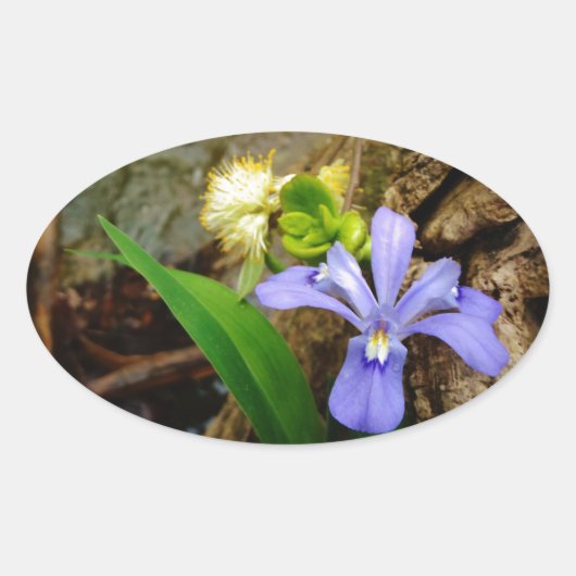 Zwergzwerg Iris lila weiße Blume Ovaler Aufkleber (Vorderseite)