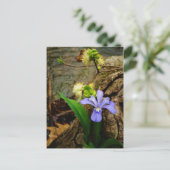 Zwergzwerg Iris lila weiße Blume Postkarte (Stehend Vorderseite)