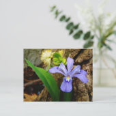 Zwergzwerg Iris lila weiße Blume Postkarte (Stehend Vorderseite)