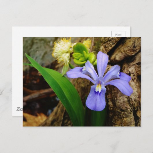 Zwergzwerg Iris lila weiße Blume Postkarte (Vorne/Hinten)