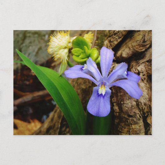 Zwergzwerg Iris lila weiße Blume Postkarte (Vorderseite)