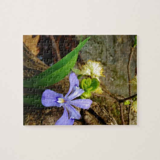 Zwergzwerg Iris lila weiße Blume Puzzle (Horizontal)