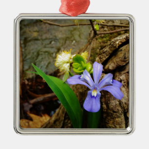 Zwergzwerg Iris lila weiße Blume Silbernes Ornament