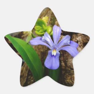 Zwergzwerg Iris lila weiße Blume Stern-Aufkleber