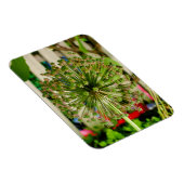 Zwiebel Magnet (Rechte Seite)