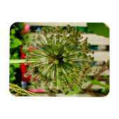 Zwiebel Magnet (Horizontal)