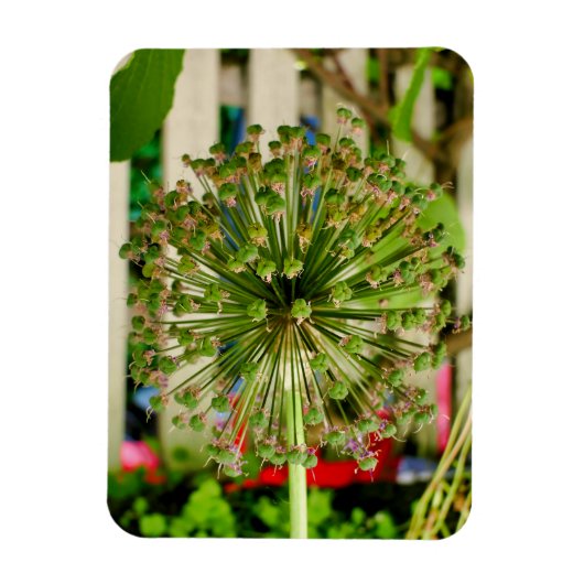 Zwiebel Magnet (Vertikal)