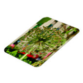 Zwiebel Magnet (Linke Seite)