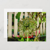 Zwiebel Postkarte (Vorne/Hinten)