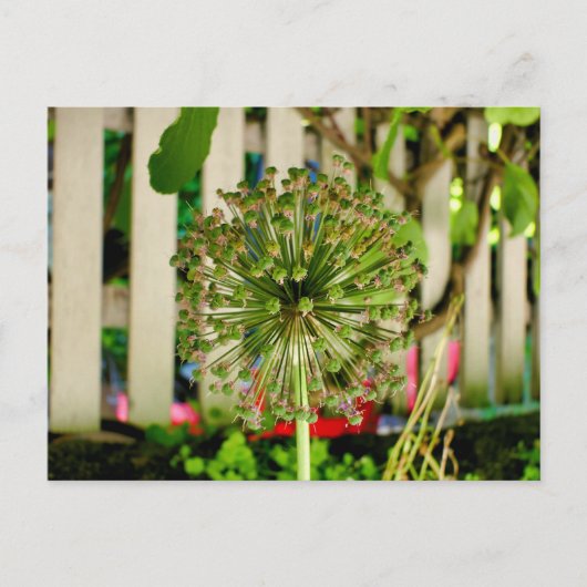 Zwiebel Postkarte (Vorderseite)