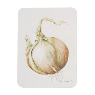 Zwiebel-Studie 1993 Magnet