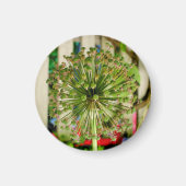 Zwiebelmagnet Magnet (Vorne)