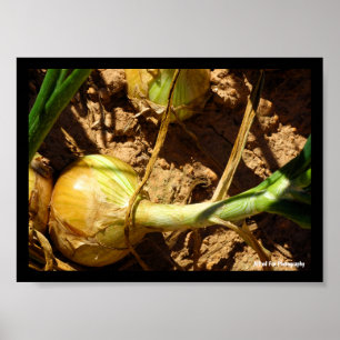 Zwiebeln bei der Ernte Poster