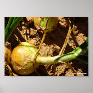 Zwiebeln bei der Ernte Poster
