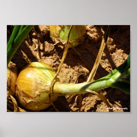 Zwiebeln bei der Ernte Poster (Vorne)