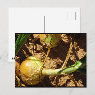 Zwiebeln bei der Ernte Postkarte