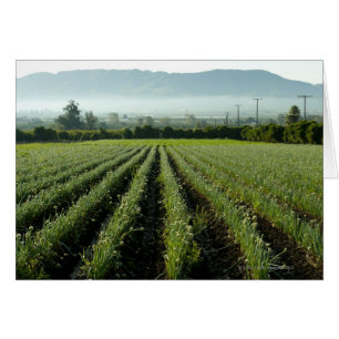 Zwiebeln, die auf dem Gebiet wachsen