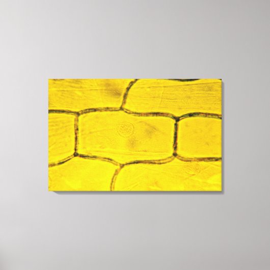 Zwiebelzellen-Pflanze Leinwanddruck (Vorderseite)