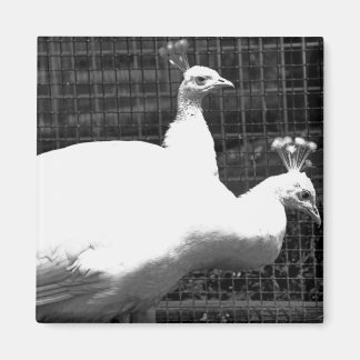 Zwillinge 8x8 magnet