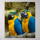 Zwillingsbeaks Poster (Vorne)