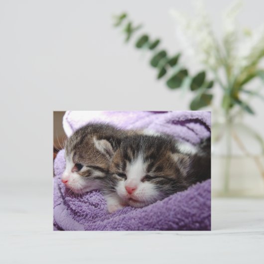 Zwillingskitten Postkarte (Stehend Vorderseite)