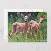 Zwillingsküken, Weißwild Postkarte (Vorne/Hinten)