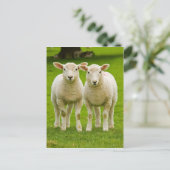 Zwillingslammen Postkarte (Stehend Vorderseite)