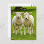 Zwillingslammen Postkarte (Vorne/Hinten)