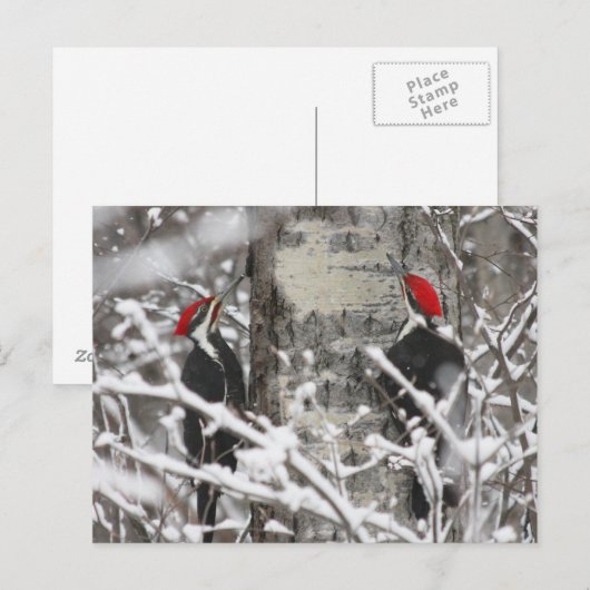 Zwillingsspecht - Postkarte (Vorne/Hinten)