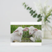 Zwillingstier des Lamms Postkarte (Stehend Vorderseite)